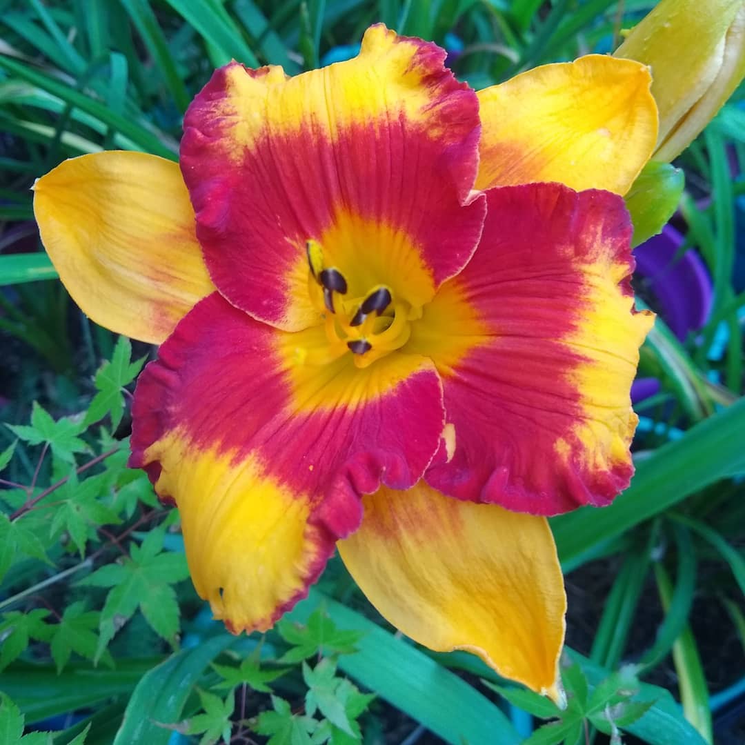 Adorable Tiger Daylily