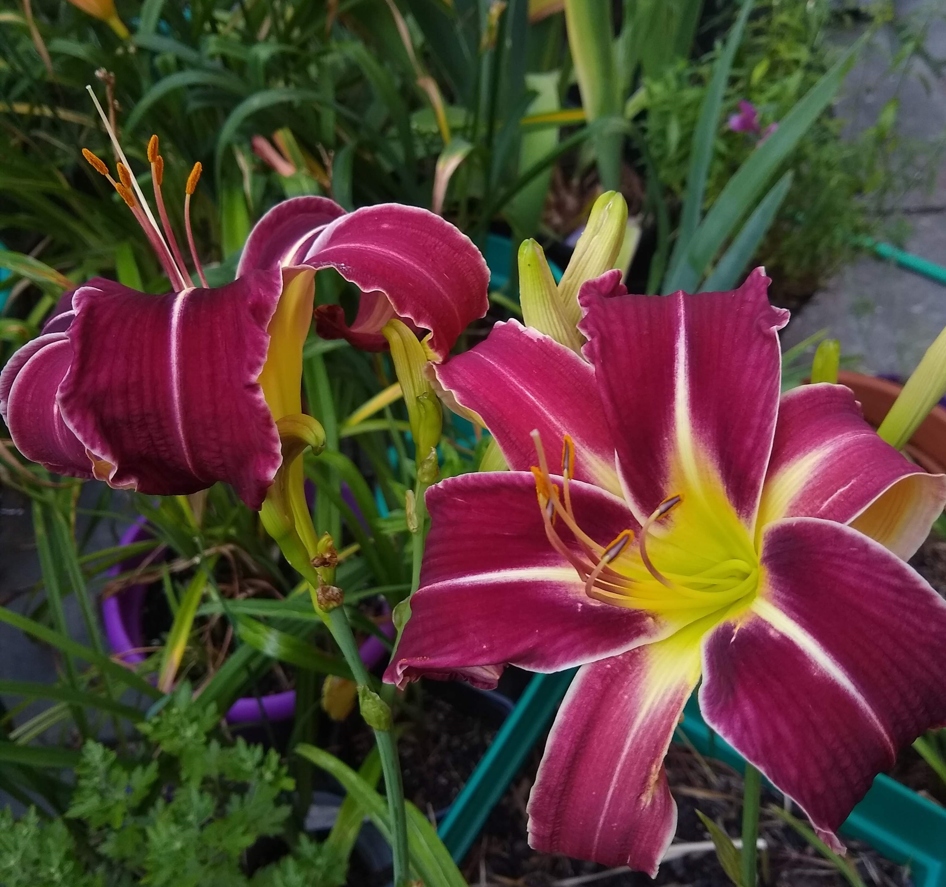 Lucky Streak Daylily