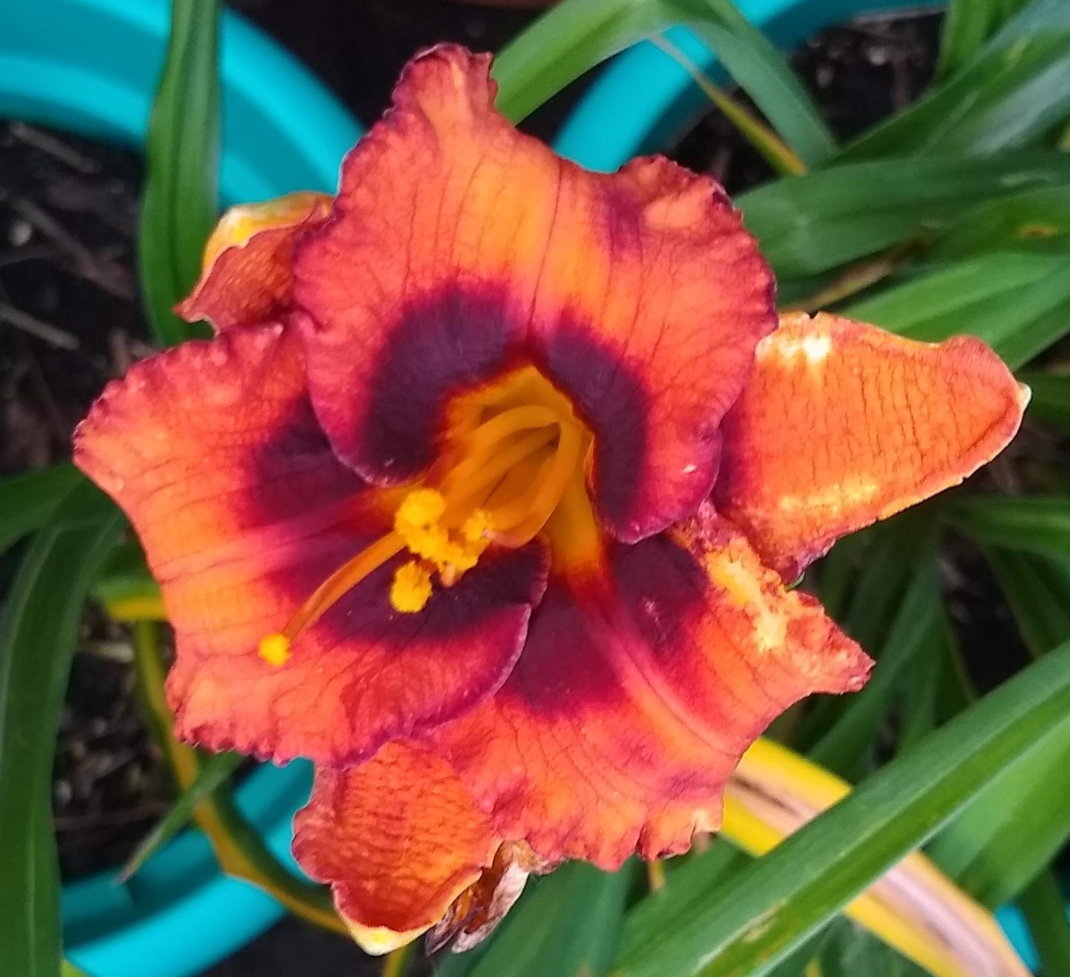 Madeline Nettles Eyes Daylily