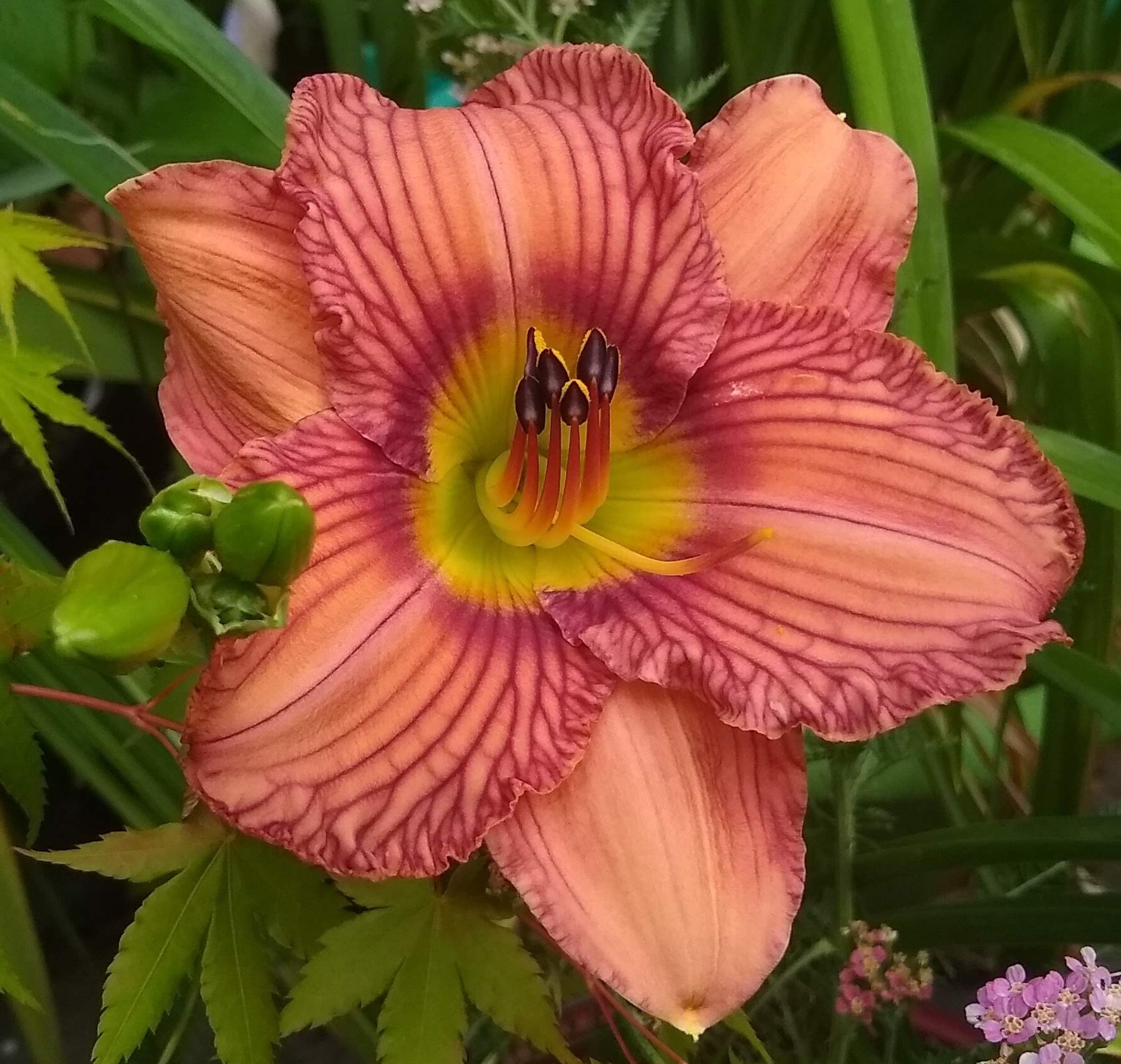 Nowhere to Hide Daylily