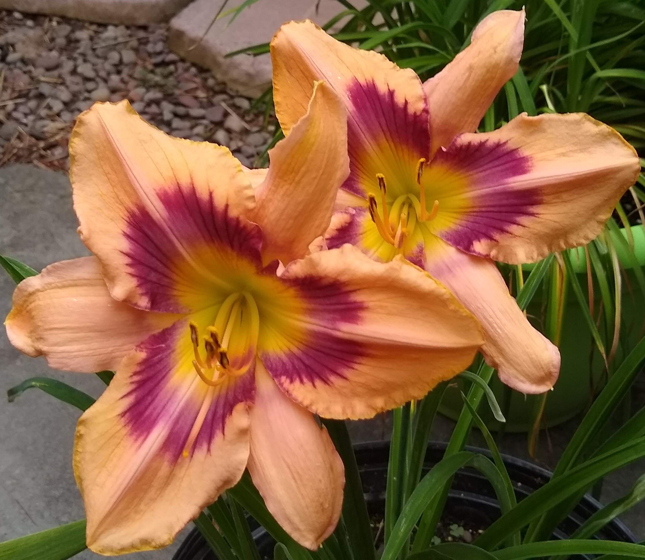 Paper Butterfly Daylily