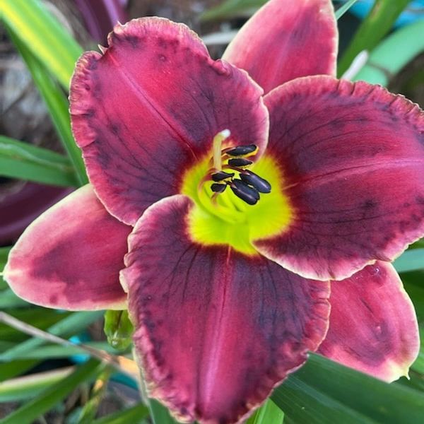 Roses in Snow Daylily